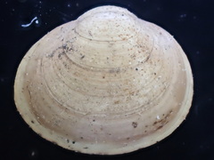 Sphaerium occidentale