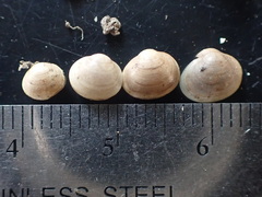 Sphaerium occidentale