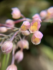 Cyrtochilum rhodoneurum