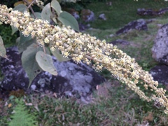 Croton draco