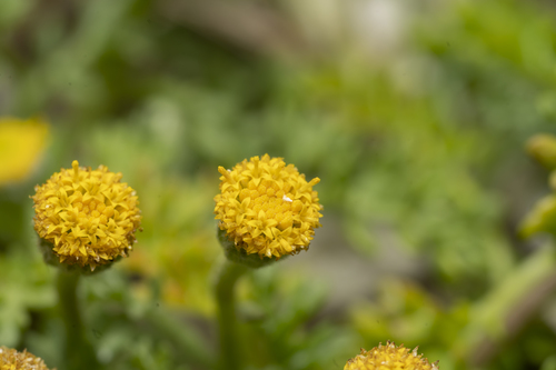 Image of Anthemis rigida by (c) Eleftherios Katsillis, some rights reserved (CC BY)