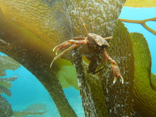 Northern Kelp Crab, photo 6 of 8