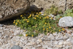 Anthemis rigida