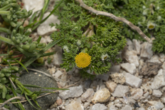 Anthemis rigida