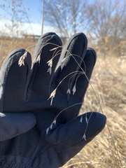 Bromus kalmii