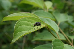 Eristalis saxorum