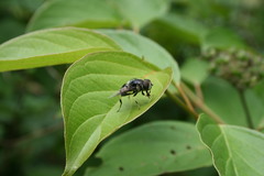 Eristalis saxorum