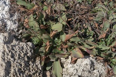 Limonium hirsuticalyx