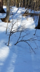 Dirca palustris