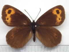 Erebia niphonica