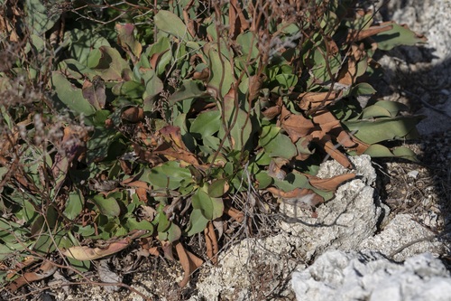 Image of Limonium hirsuticalyx by (c) Eleftherios Katsillis, some rights reserved (CC BY)