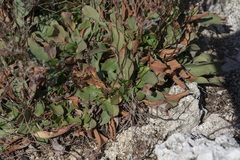 Limonium hirsuticalyx