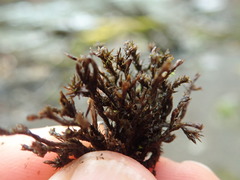 Schistidium rivulare