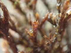 Schistidium rivulare