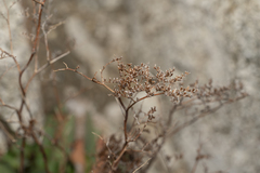 Limonium hirsuticalyx