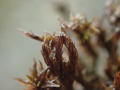 Schistidium rivulare