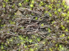 Schistidium rivulare