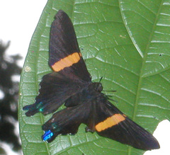 Ancyluris inca