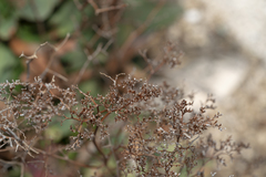 Limonium hirsuticalyx