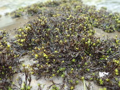 Schistidium rivulare