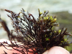 Schistidium rivulare