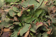 Limonium hirsuticalyx