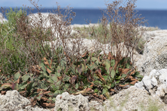 Limonium hirsuticalyx
