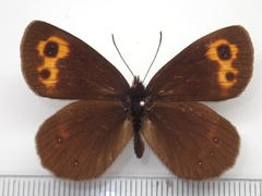 Erebia niphonica