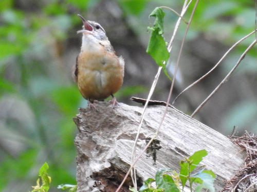 Troglodytidae image