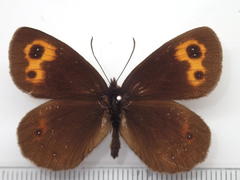 Erebia niphonica