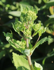 Hylotelephium verticillatum