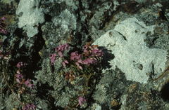 Erica duthieae