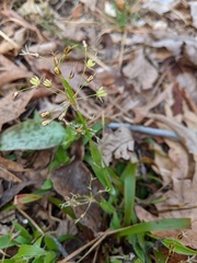 Luzula acuminata carolinae