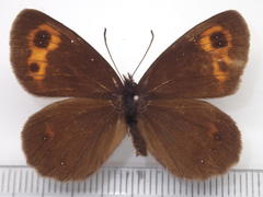 Erebia niphonica