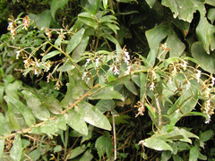 Epidendrum exasperatum