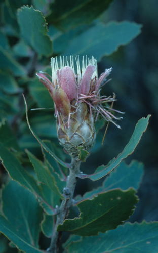 Image of Protea lacticolor by (c) Tom Lloyd Evans, some rights reserved (CC BY-SA)
