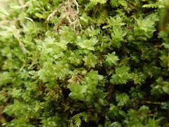 Plagiomnium venustum