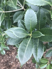 Osmanthus