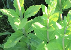 Hylotelephium verticillatum