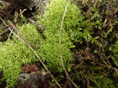 Bryoerythrophyllum recurvirostrum