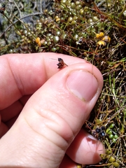 Juncus novae-zelandiae