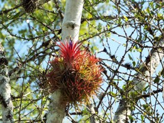 Tillandsia ionantha