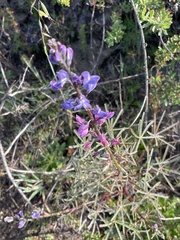 Lupinus angustifolius