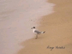 Leucophaeus pipixcan