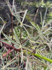 Lupinus angustifolius