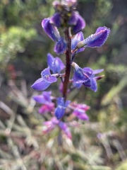 Lupinus angustifolius