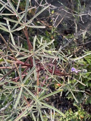 Lupinus angustifolius