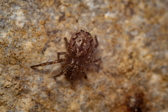 Enoplognatha mandibularis