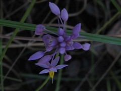 Sowerbaea alliacea