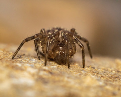 Enoplognatha mandibularis
